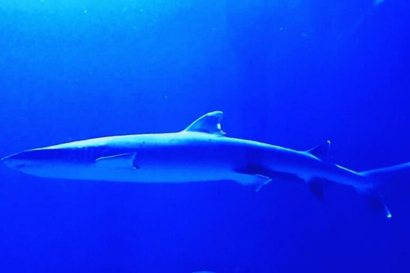 Shark Encounter