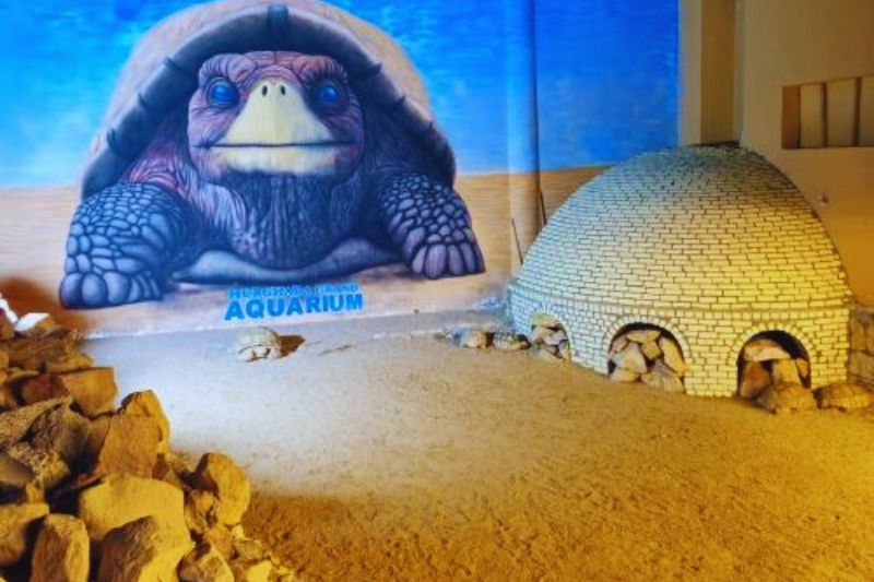 Turtle