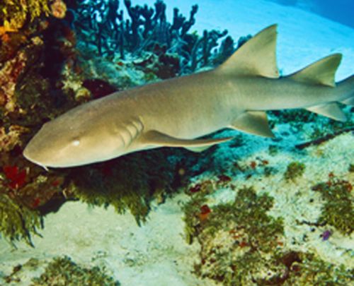 Sharks