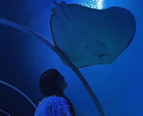 Marine Life