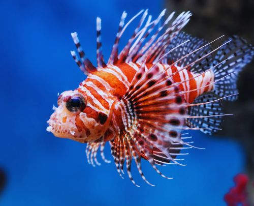 Lionfish