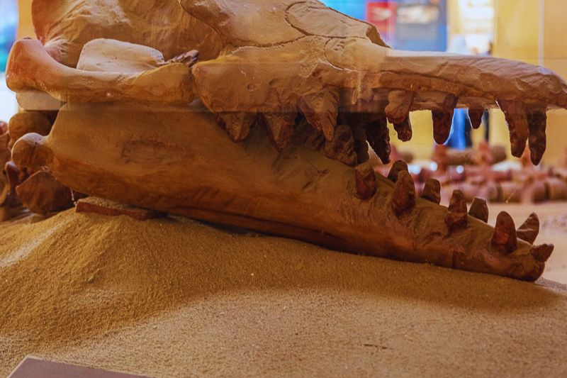 Basilosaurus whale replica