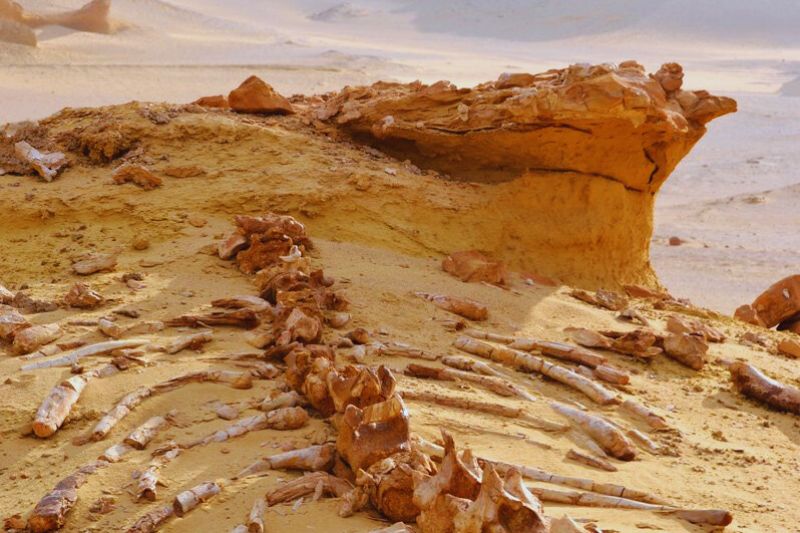 Wadi Al-Hitan