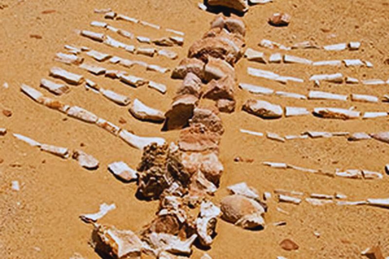 Fossils